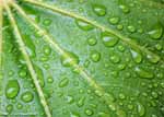 Leaf & water (click to see larger image)